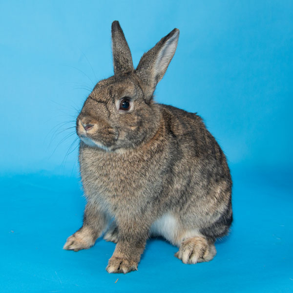 Enlarge Jonagold, a Adoptable Bunny Rabbit in Whittaker, MI image 2/4