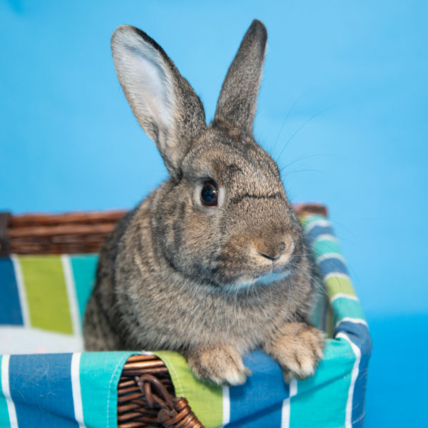 Enlarge Jonagold, a Adoptable Bunny Rabbit in Whittaker, MI image 3/4