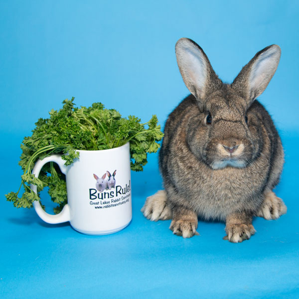 Enlarge Jonagold, a Adoptable Bunny Rabbit in Whittaker, MI image 4/4