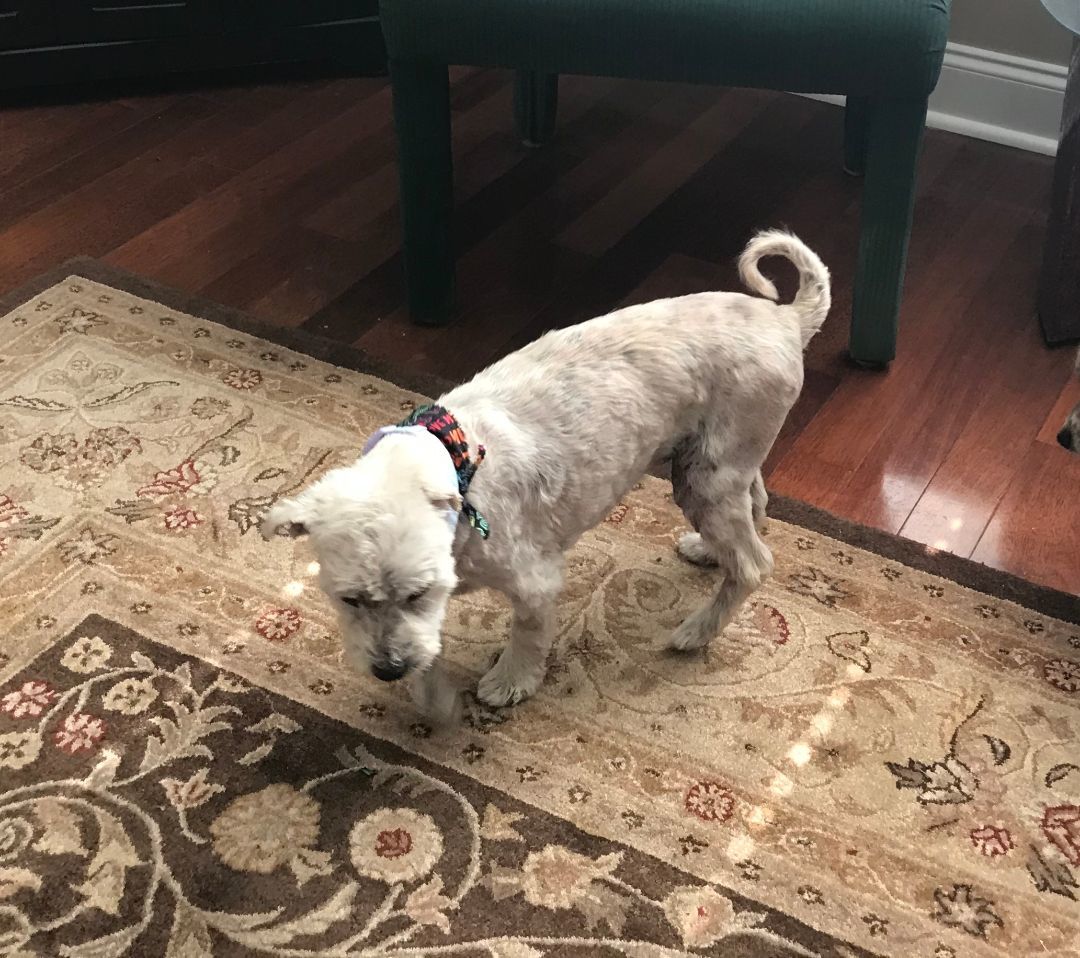 Enlarge Bella Luna (NC), a Adoptable mixed breed in Chattanooga, TN image 1/1