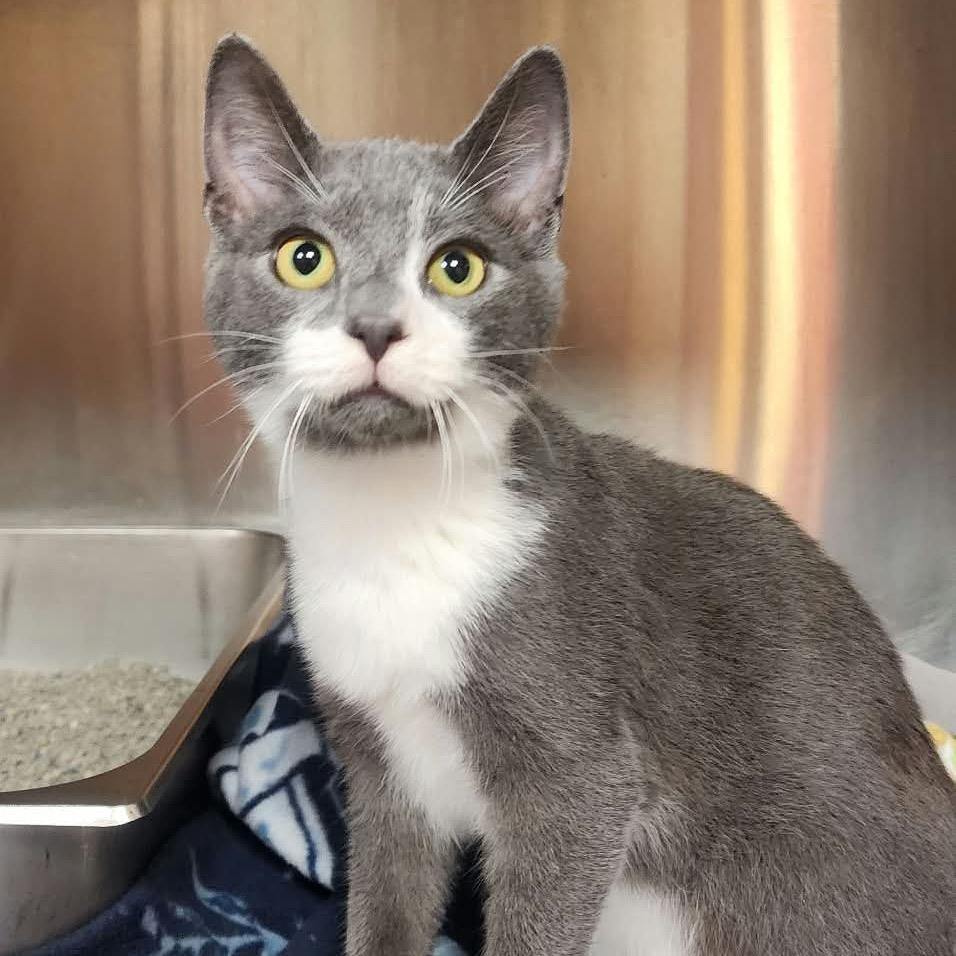 Biscotti, Adoptable, Kitten Male Domestic Short Hair.