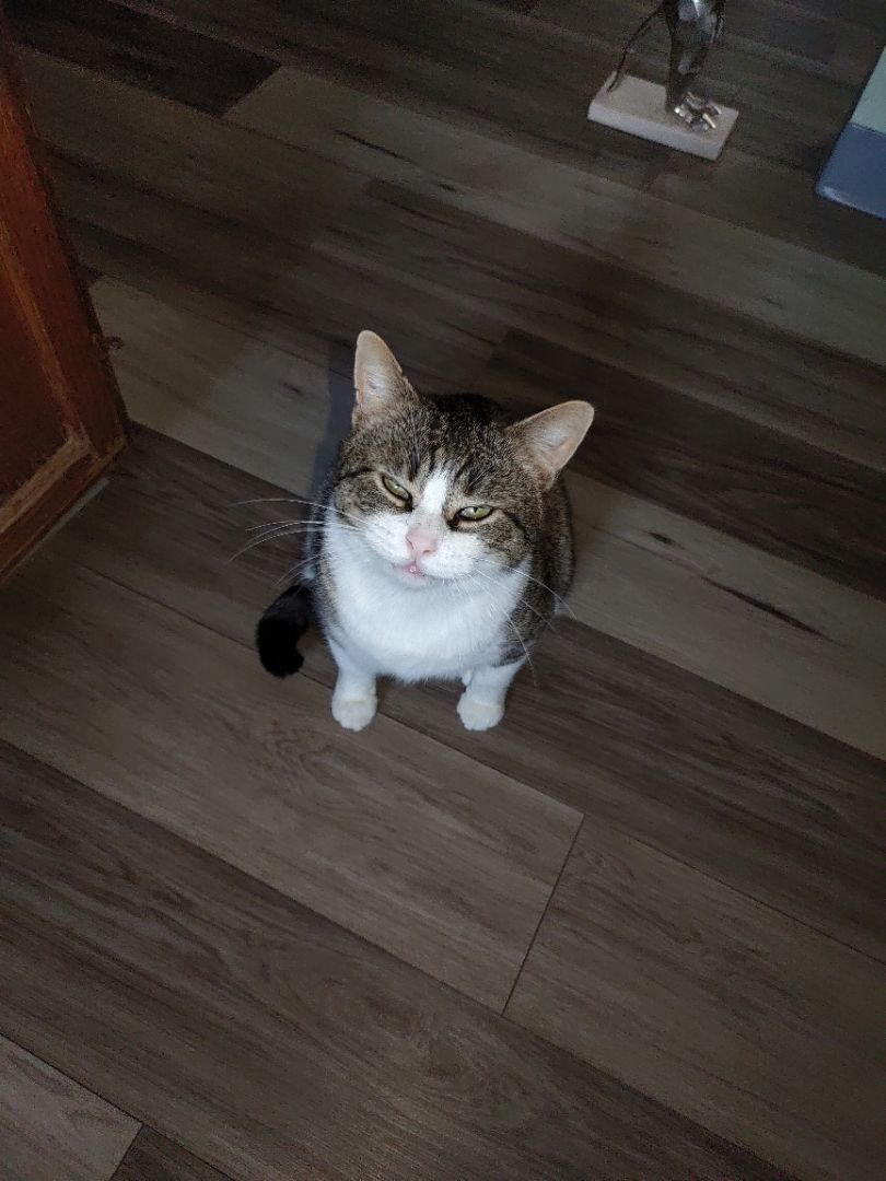 Buddy , Adopted, Adult Male Domestic Short Hair.