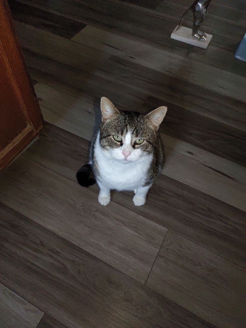 Buddy , a Adopted mixed breed in Nicholson, PA image 2/4