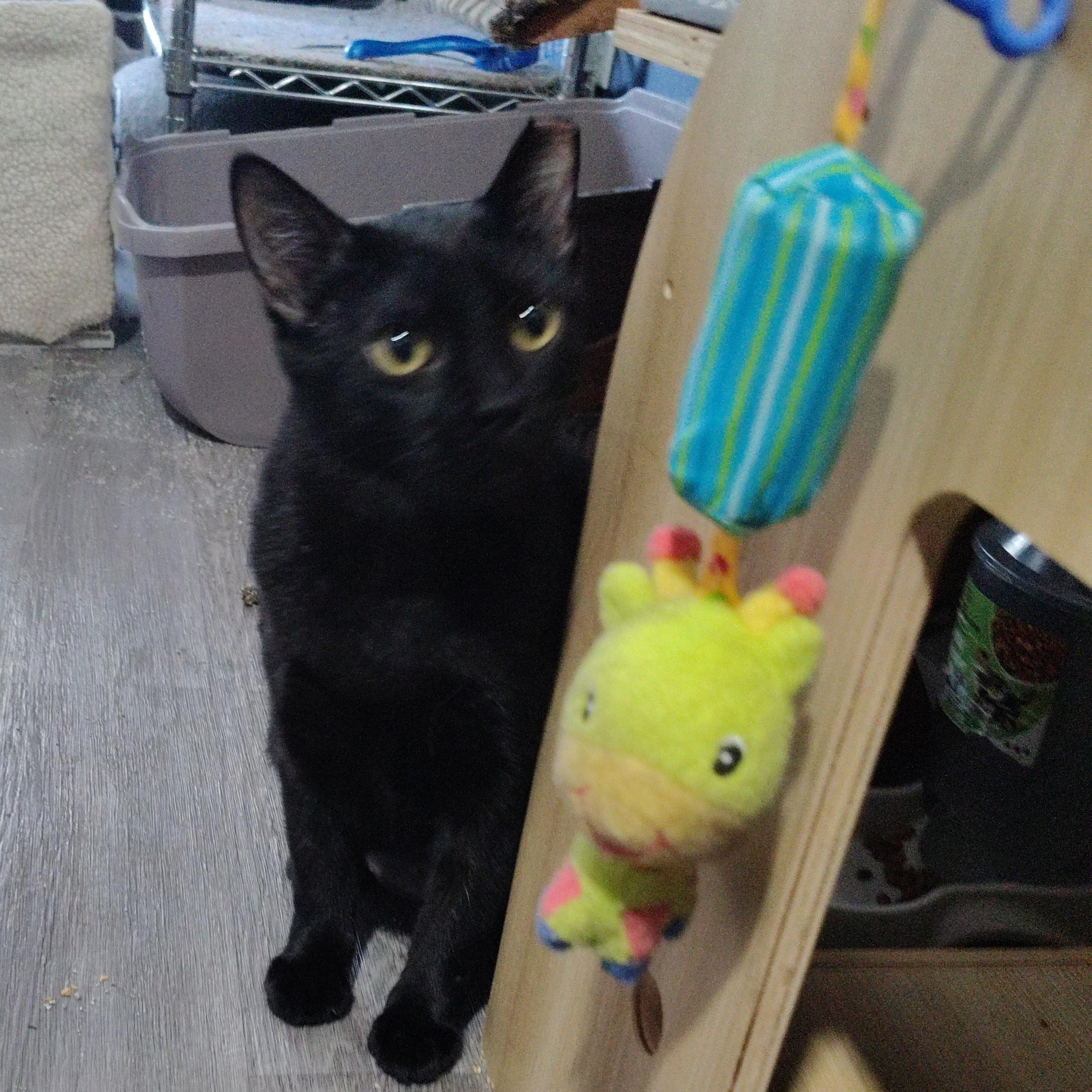 Sarah, ADOPTABLE, Young Female Domestic Short Hair.