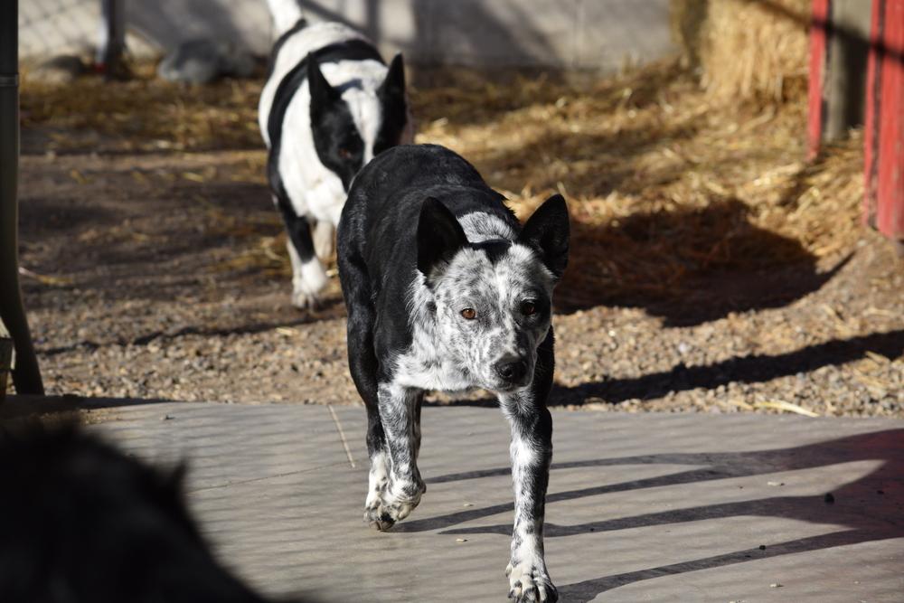 Polly, a Adopted Australian Cattle Dog / Blue Heeler in Salmon, ID image 1/3