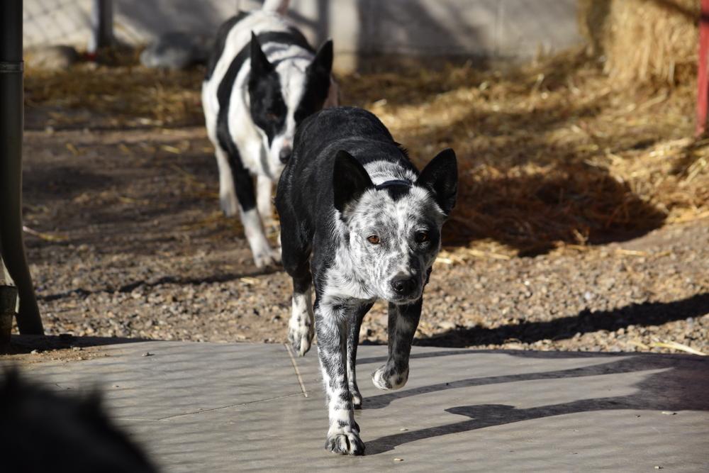 Polly, a Adopted Australian Cattle Dog / Blue Heeler in Salmon, ID image 2/3