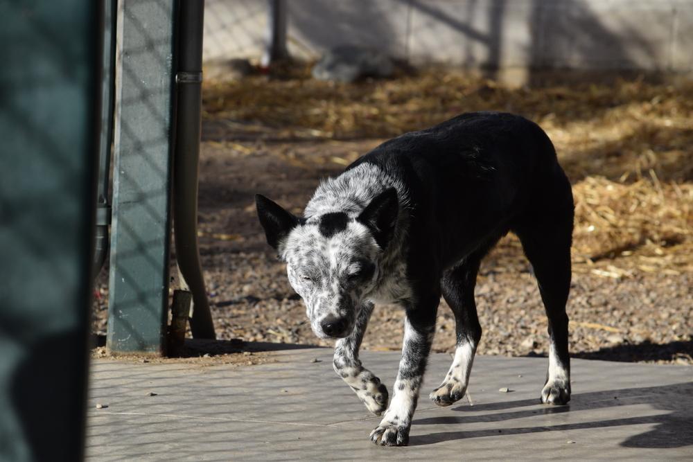 Polly, a Adopted Australian Cattle Dog / Blue Heeler in Salmon, ID image 3/3