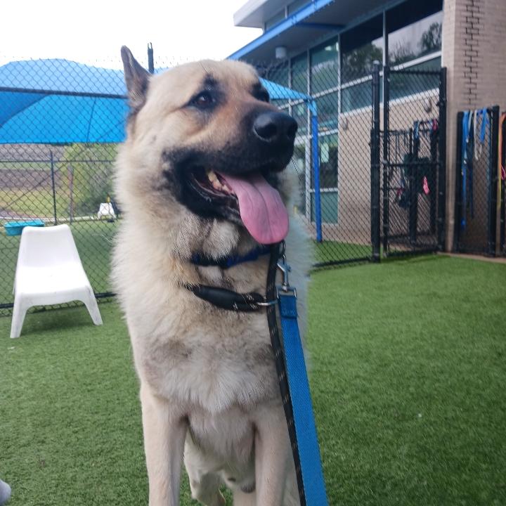 Enlarge Oso ( Gentle Giant ), a Adoptable mixed breed in Colorado Springs, CO image 1/6