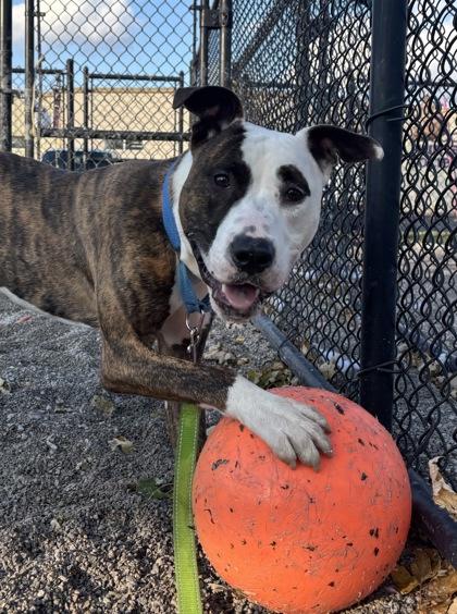 Kane, a Adoptable Mixed Breed in Maumee, OH image 1/2