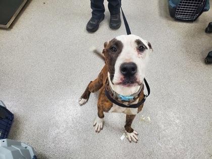 Kane, a Adoptable Mixed Breed in Maumee, OH image 2/2