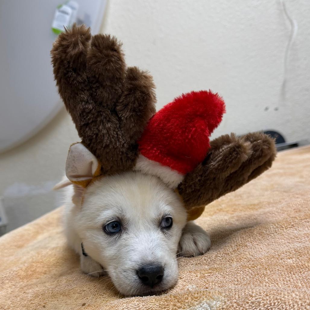 Comet, a Adoptable mixed breed in Naperville, IL image 1/2