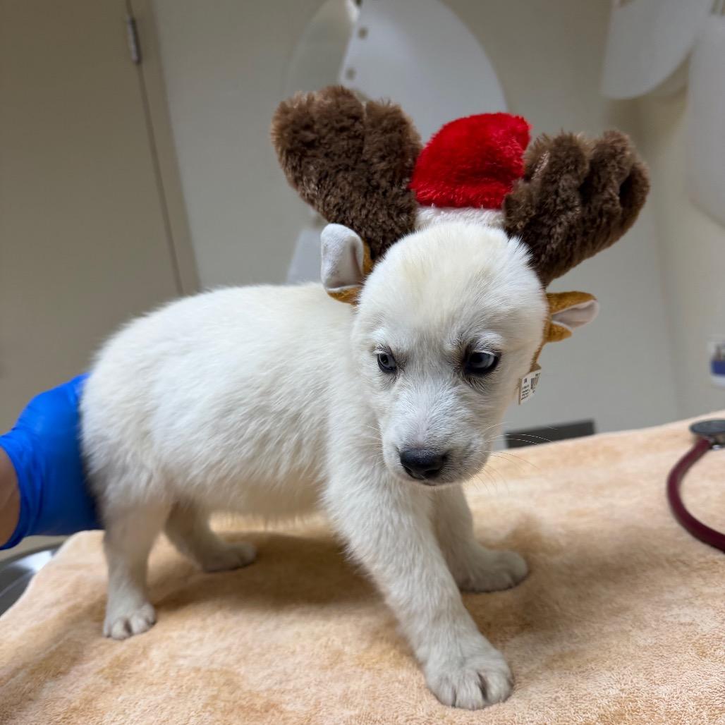 Comet, a Adoptable mixed breed in Naperville, IL image 2/2