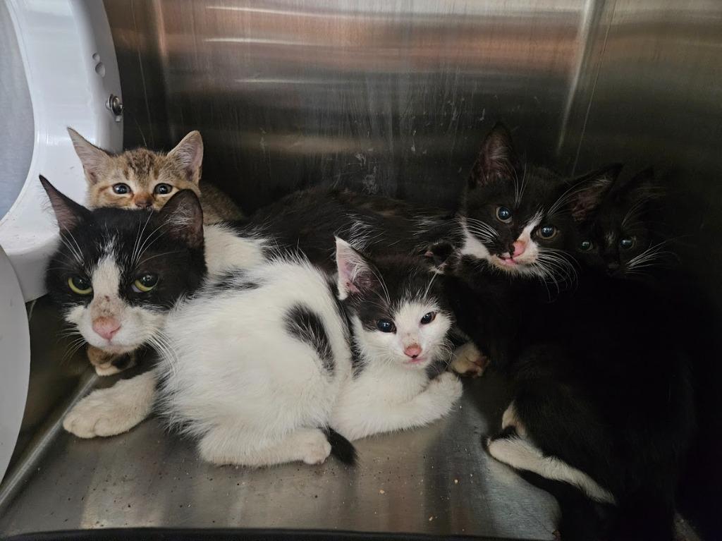 Claude, Adoptable, Kitten Male Domestic Short Hair.