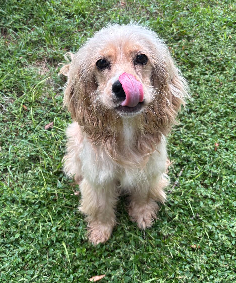 Enlarge Winnie, a Adoptable Cocker Spaniel in Osteen, FL image 1/3