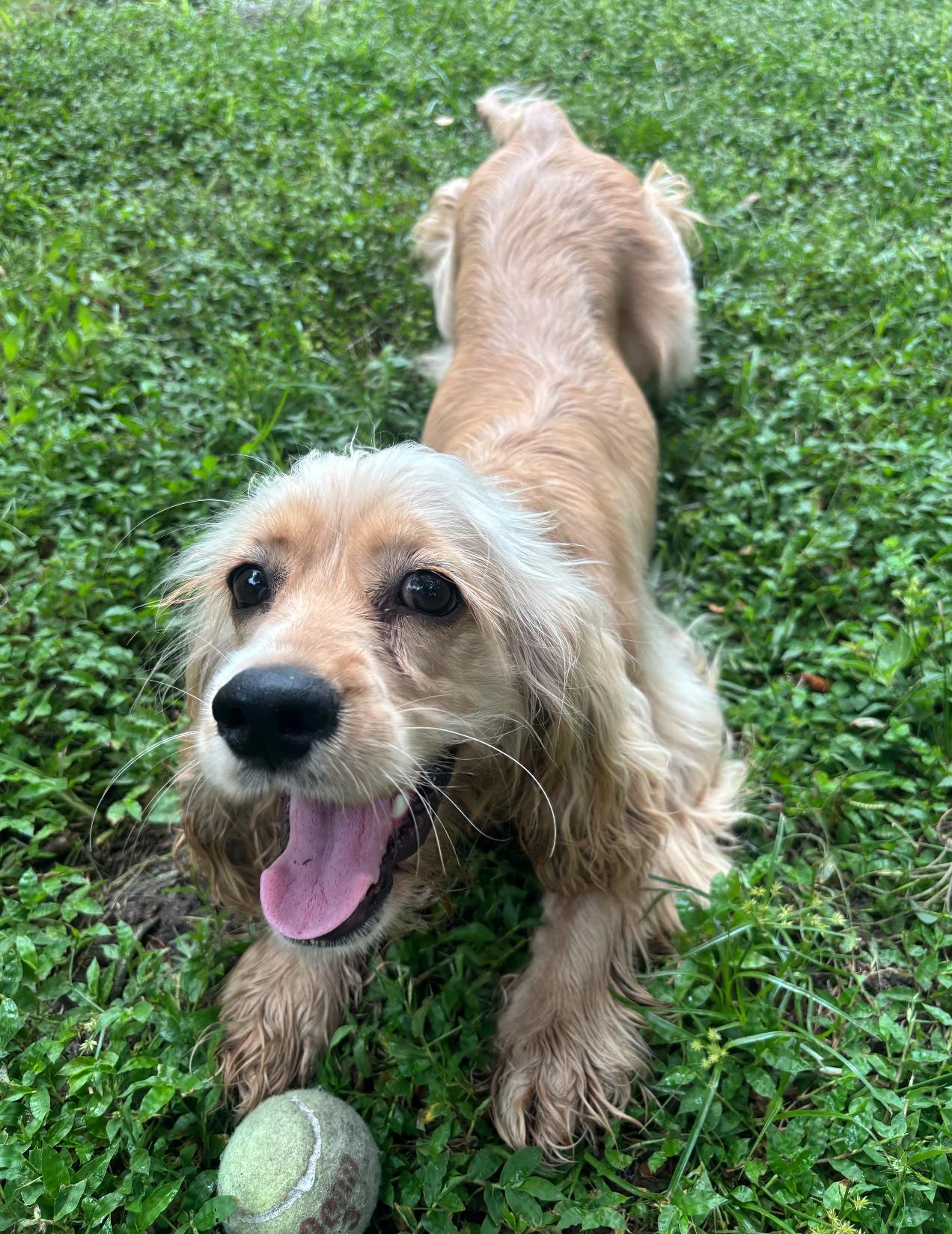 Enlarge Winnie, a Adoptable Cocker Spaniel in Osteen, FL image 2/3