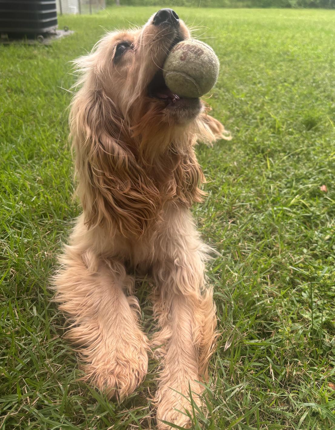 Enlarge Winnie, a Adoptable Cocker Spaniel in Osteen, FL image 3/3