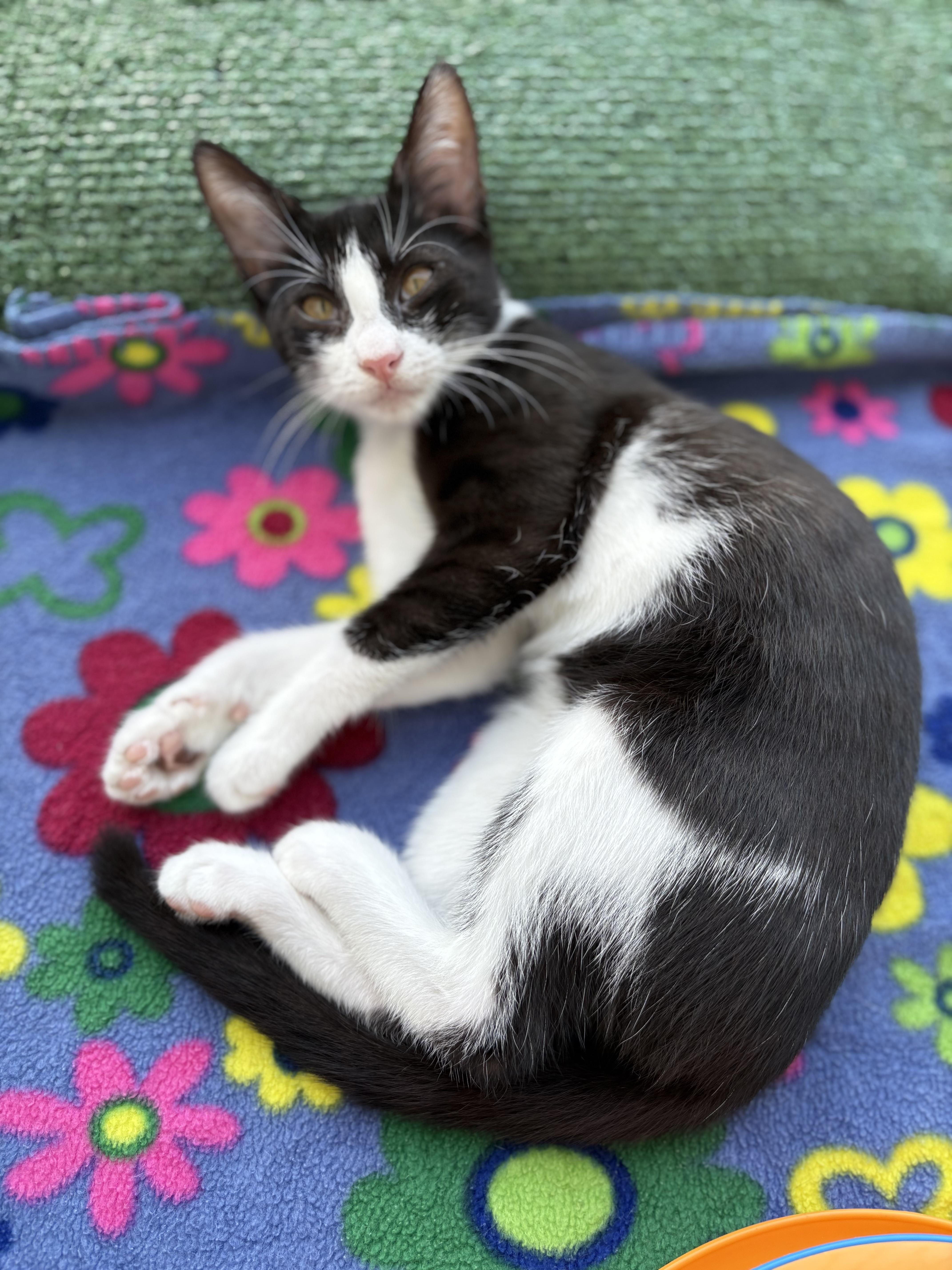 Enlarge Bubbly Binsa, a Adopted American Shorthair in Columbia, MD image 3/5