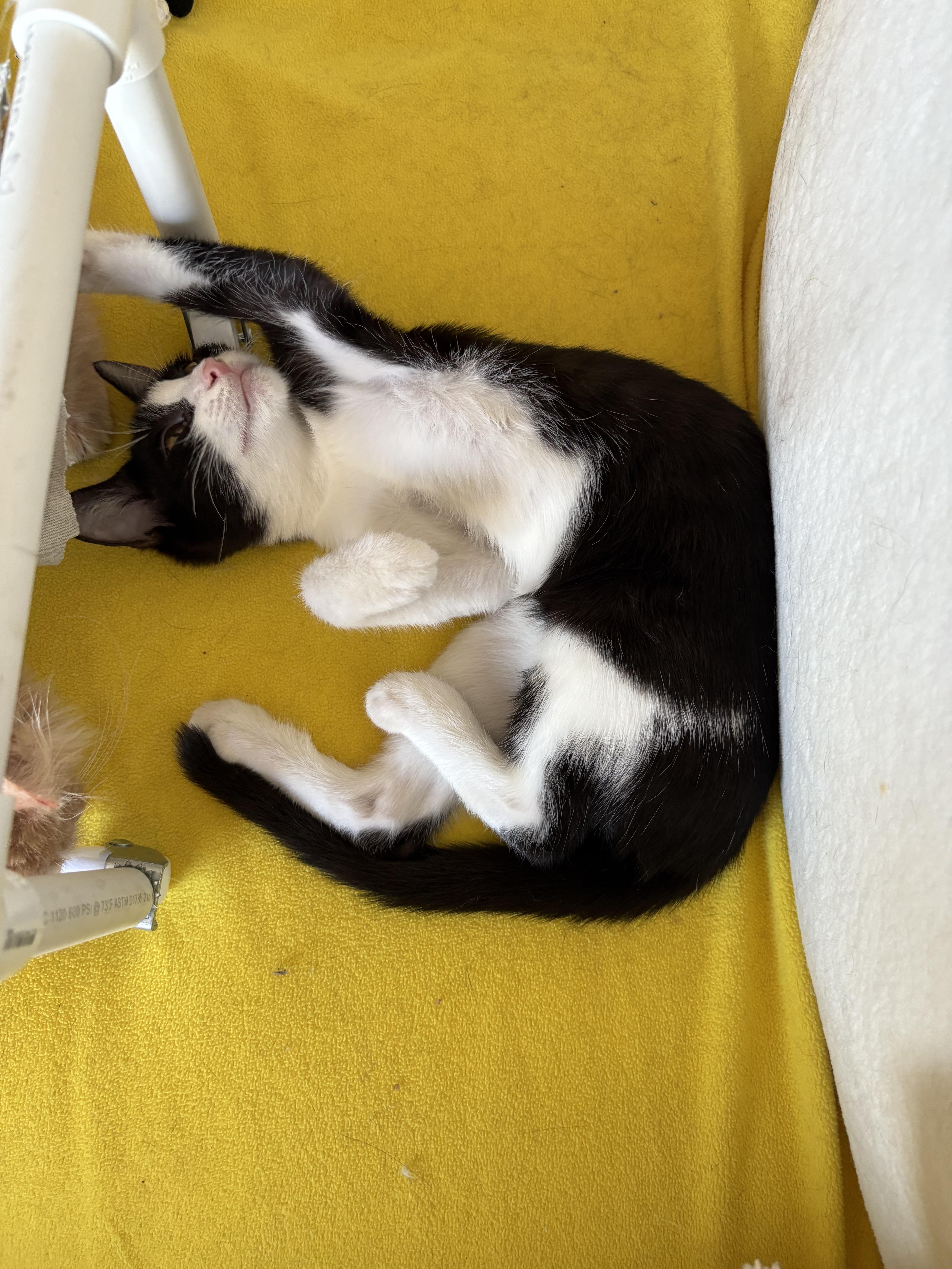 Enlarge Bubbly Binsa, a Adopted American Shorthair in Columbia, MD image 4/5