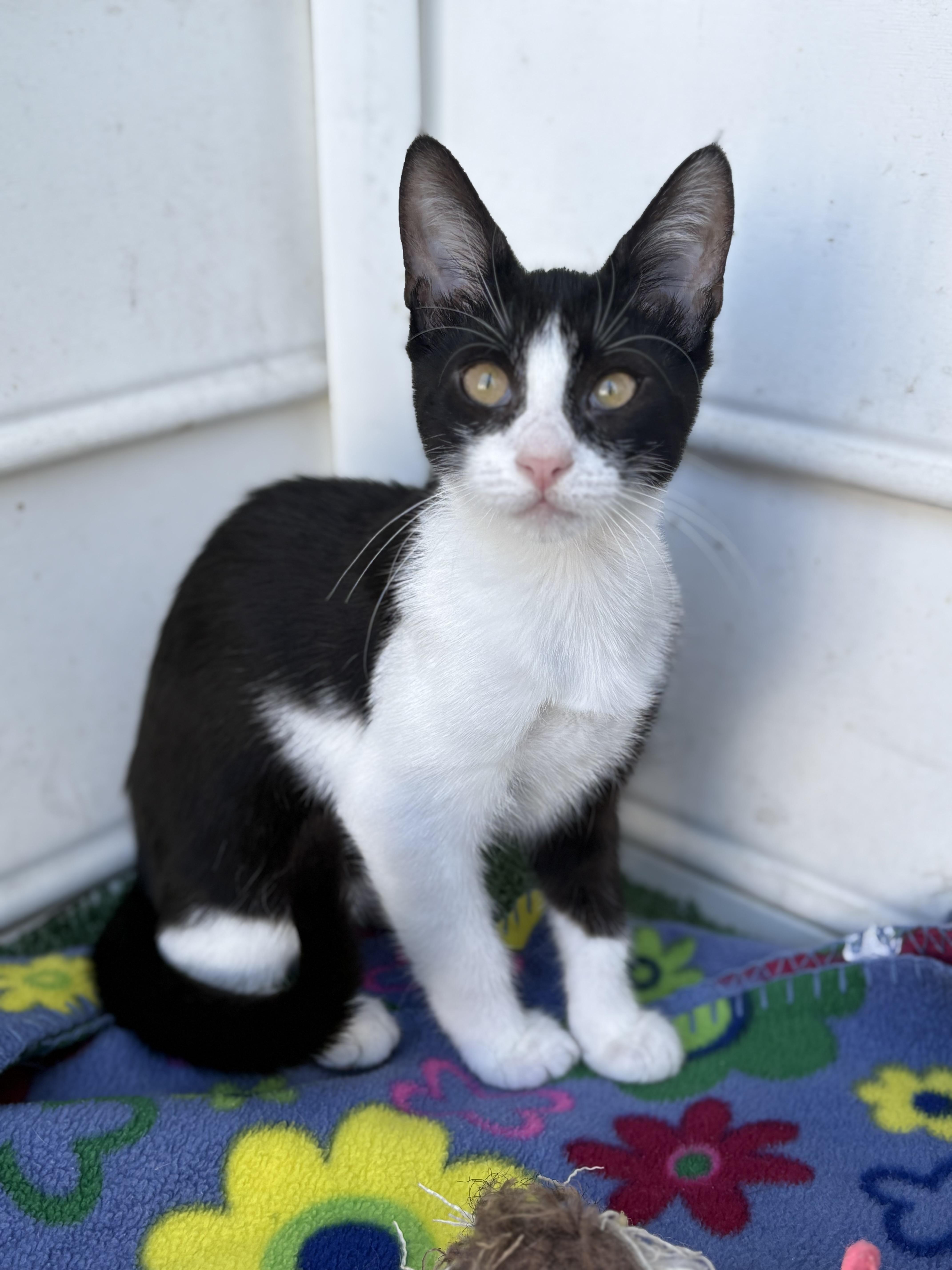 Bubbly Binsa, Adopted, Kitten Female American Shorthair.