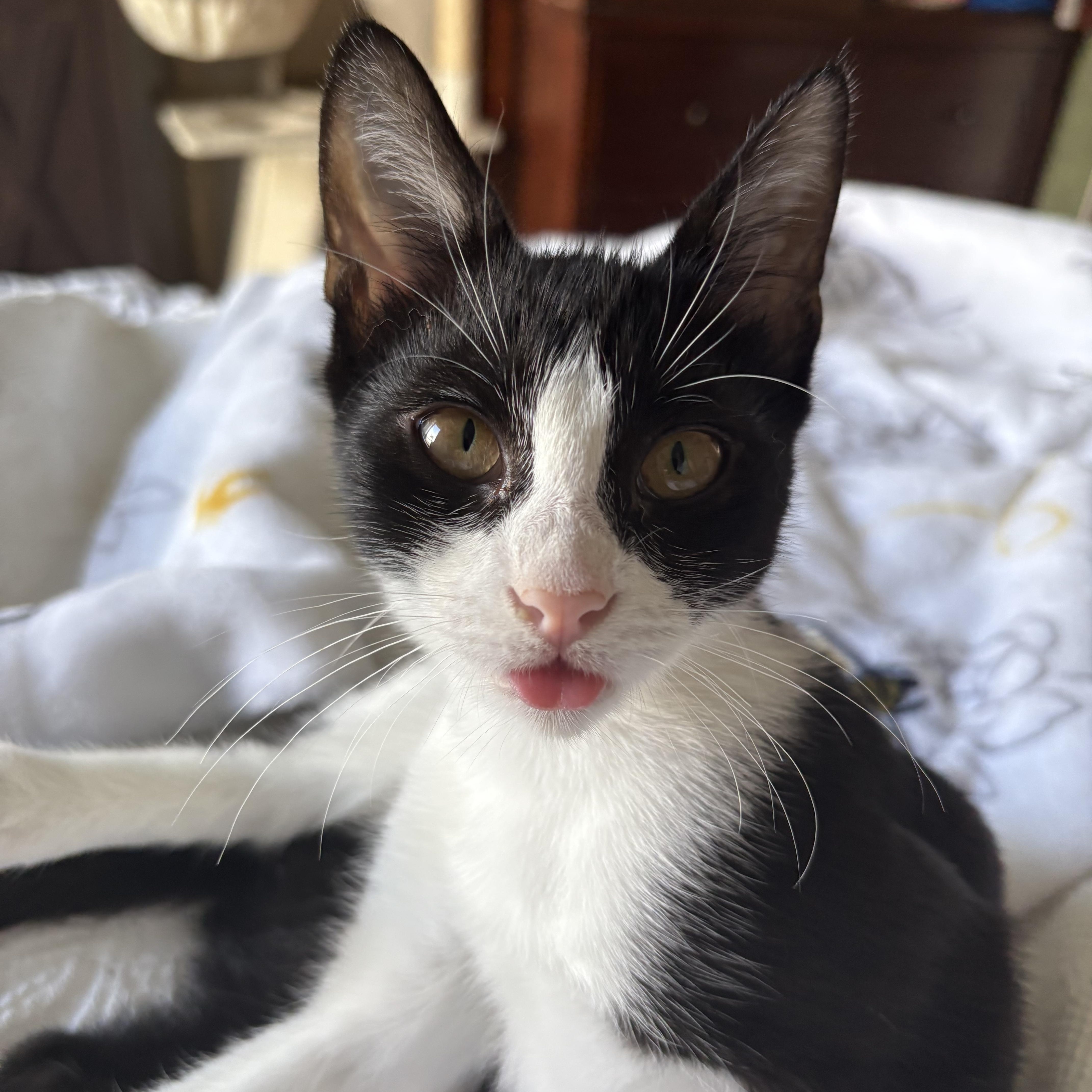 Enlarge Bubbly Binsa, a Adopted American Shorthair in Columbia, MD image 2/5