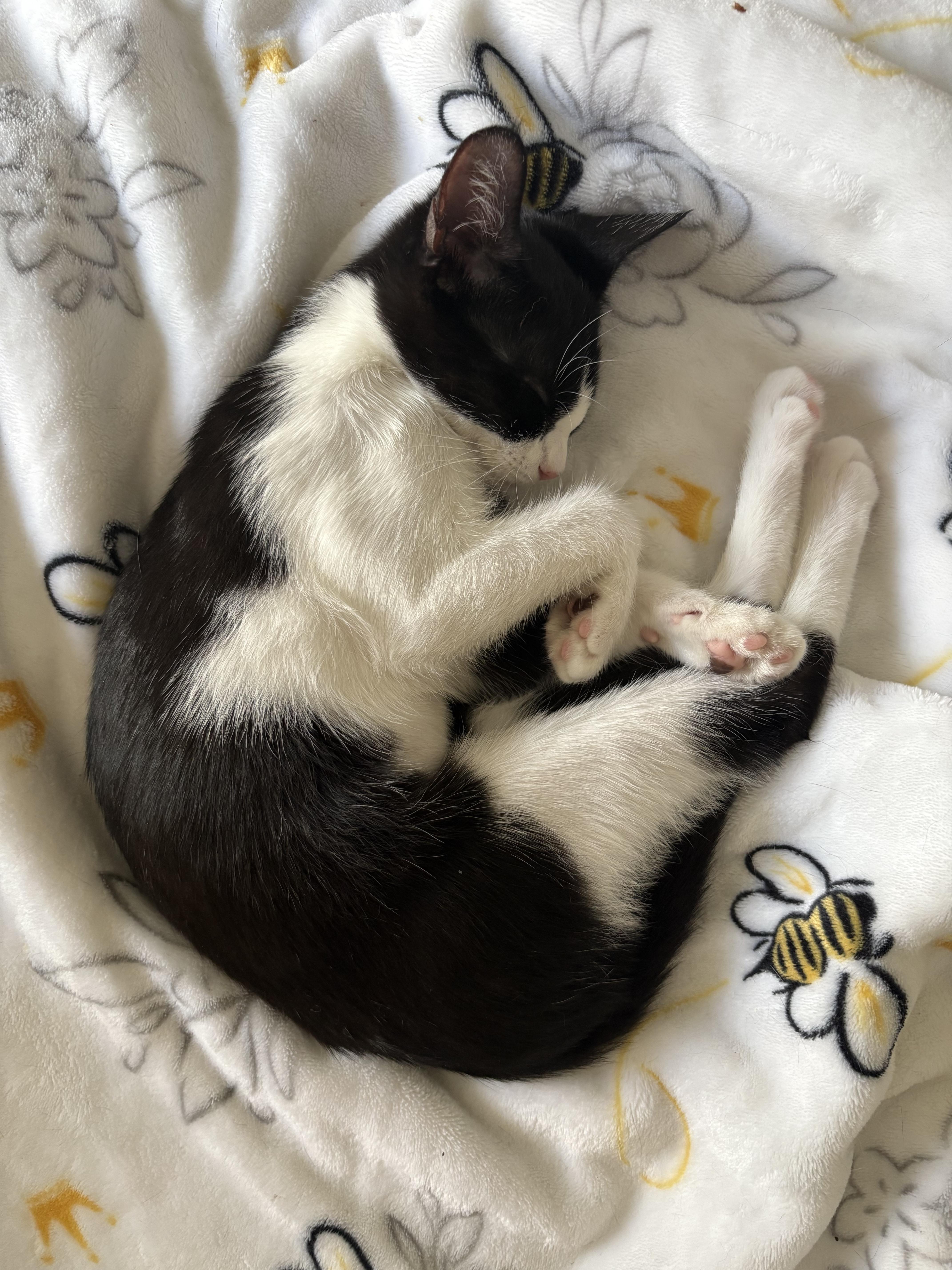 Enlarge Bubbly Binsa, a Adopted American Shorthair in Columbia, MD image 5/5