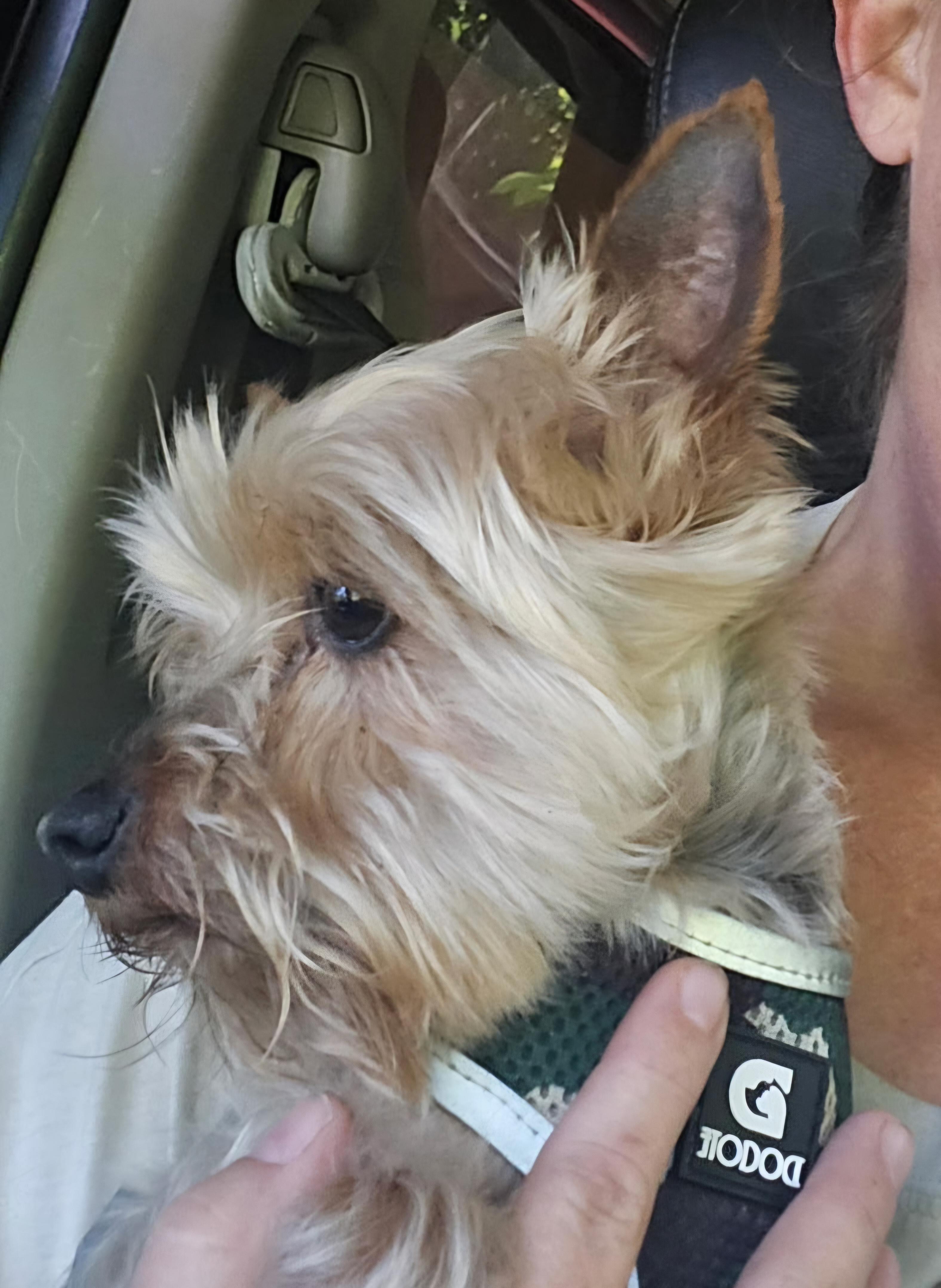 Nugget, an adopted Yorkshire Terrier in Lawrenceville, GA image 2/2