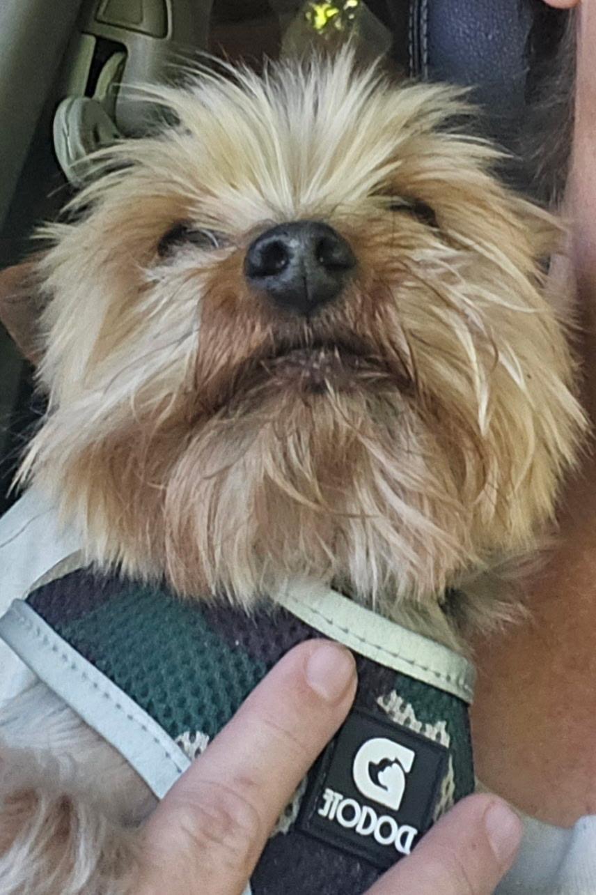 Nugget, adopted, Senior Male Yorkshire Terrier.