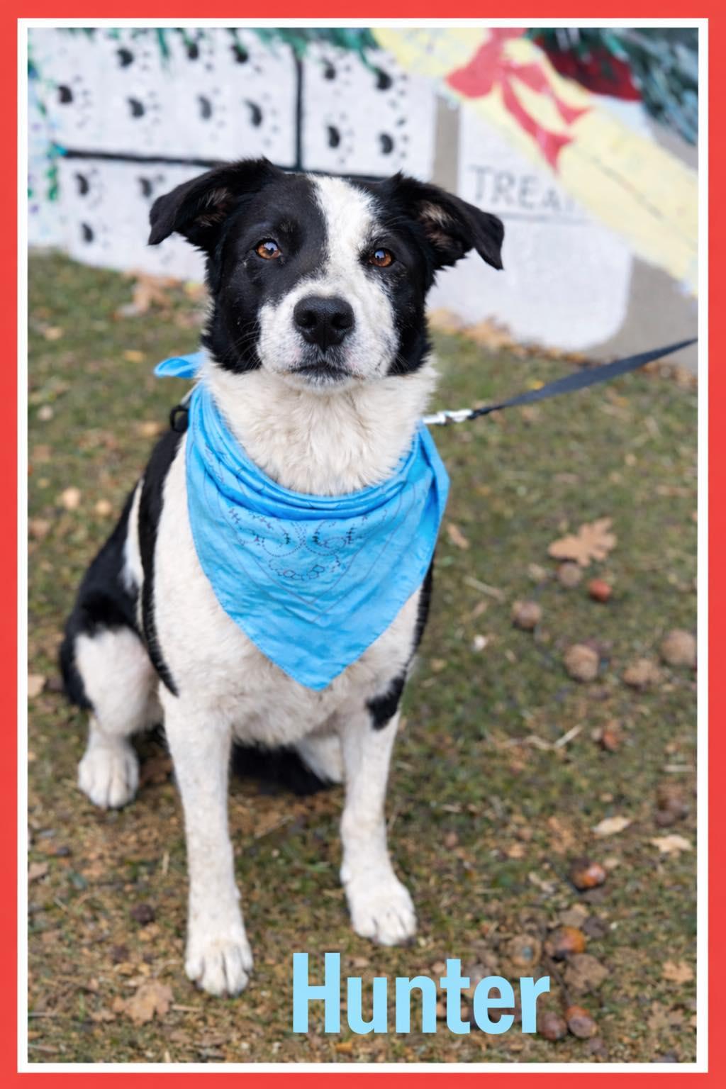 Hunter, ADOPTABLE, Young Male Border Collie.