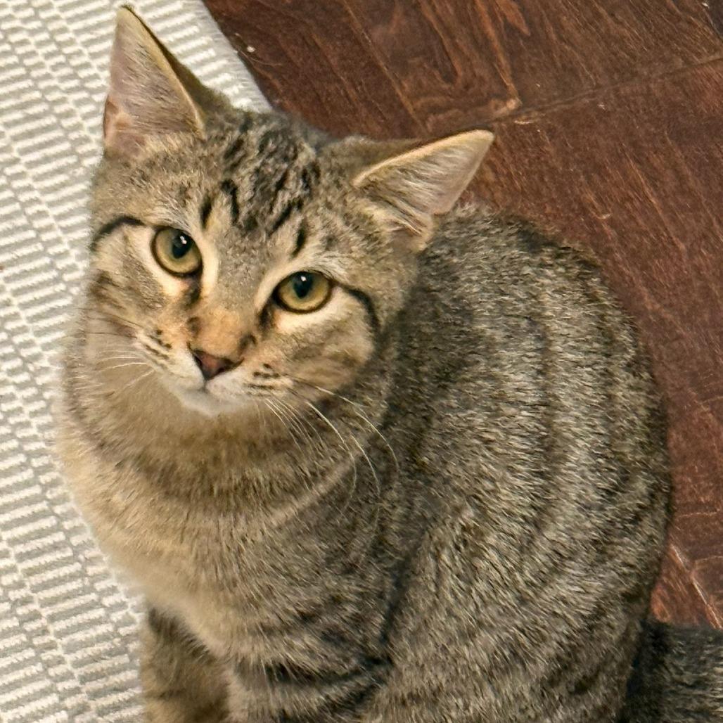 Bowtie, Adoptable, Kitten Male Domestic Short Hair.