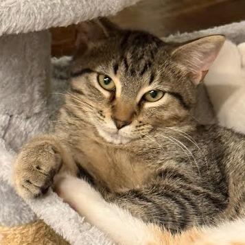 Enlarge Bowtie, a Adoptable Domestic Short Hair in Chattanooga, TN image 2/2