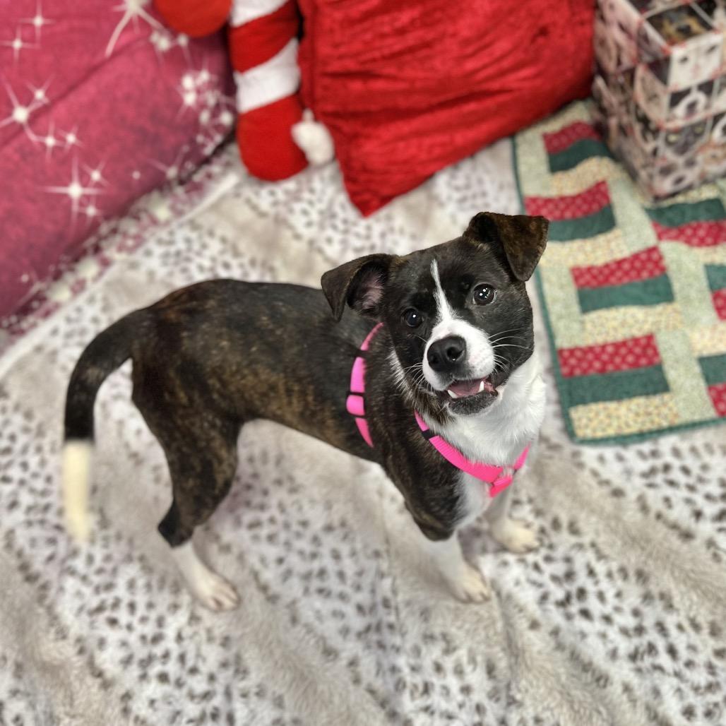 Enlarge Bonnie, a Adoptable mixed breed in Wantagh, NY image 2/6