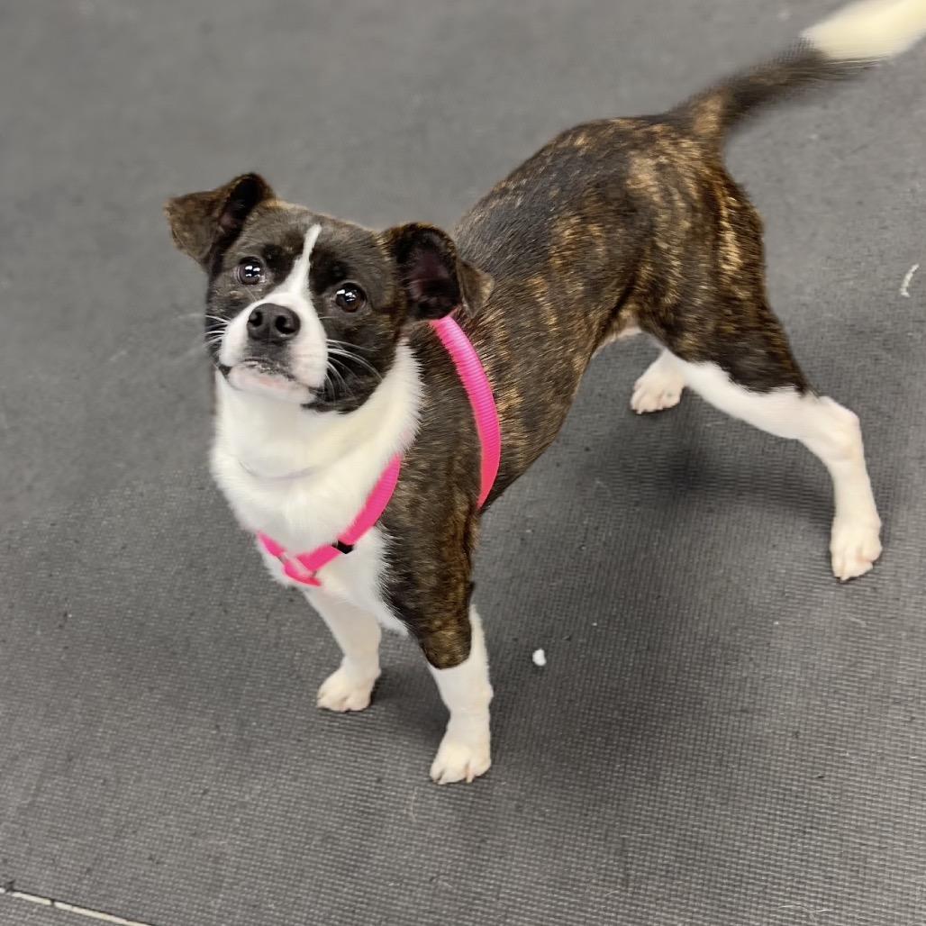 Enlarge Bonnie, a Adoptable mixed breed in Wantagh, NY image 3/6