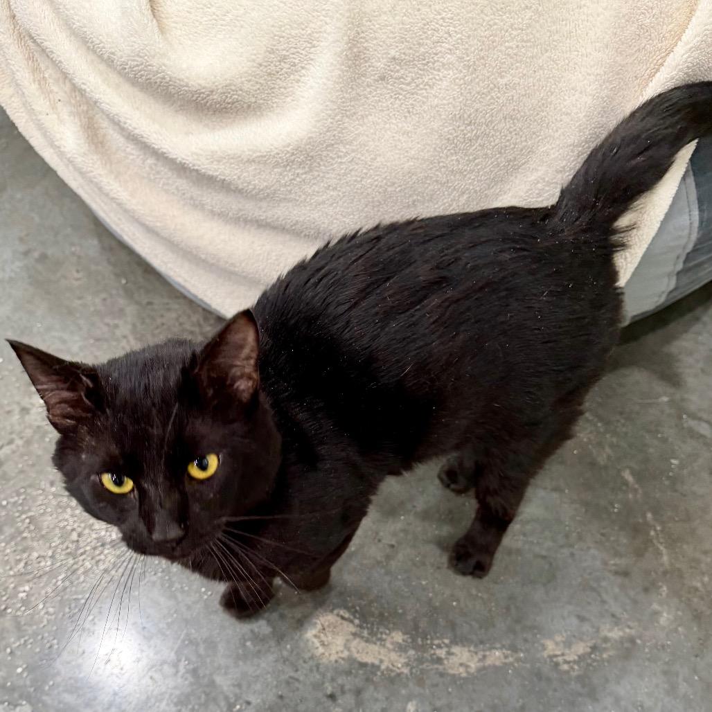 Houdini, Adoptable, Adult Male Domestic Short Hair.