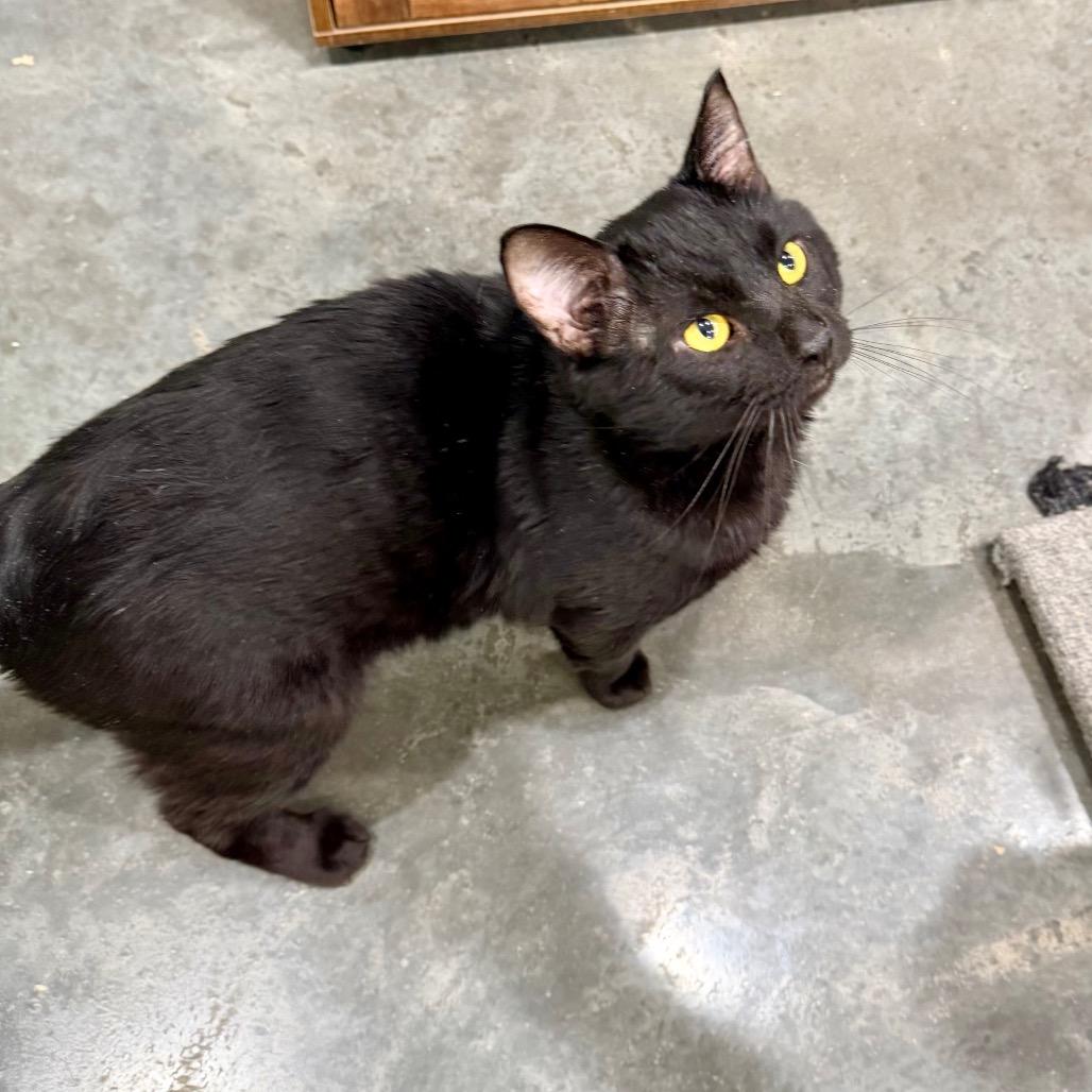 Enlarge Houdini, a Adoptable Domestic Short Hair in Fairmont, WV image 2/4