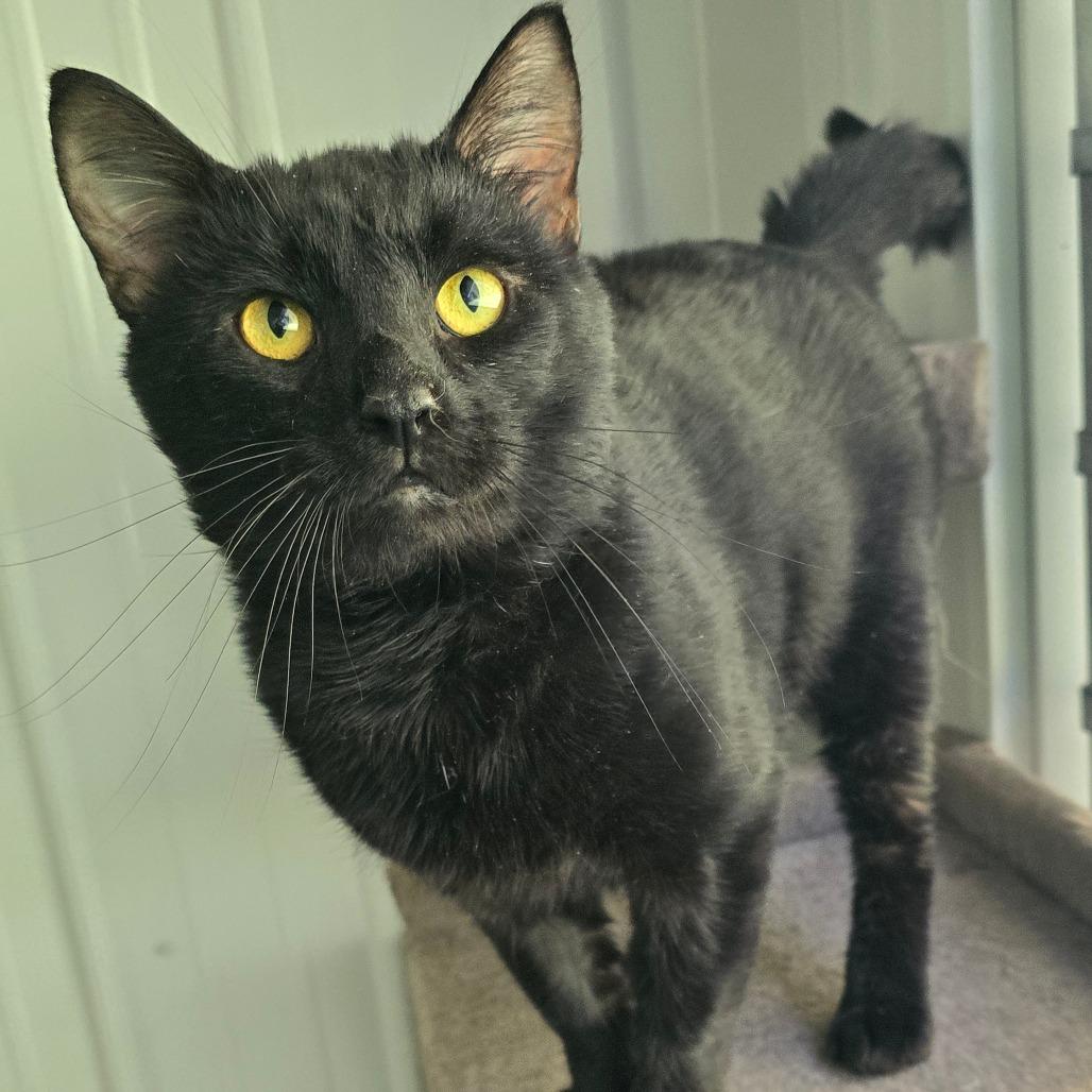 Enlarge Houdini, a Adoptable Domestic Short Hair in Fairmont, WV image 3/4