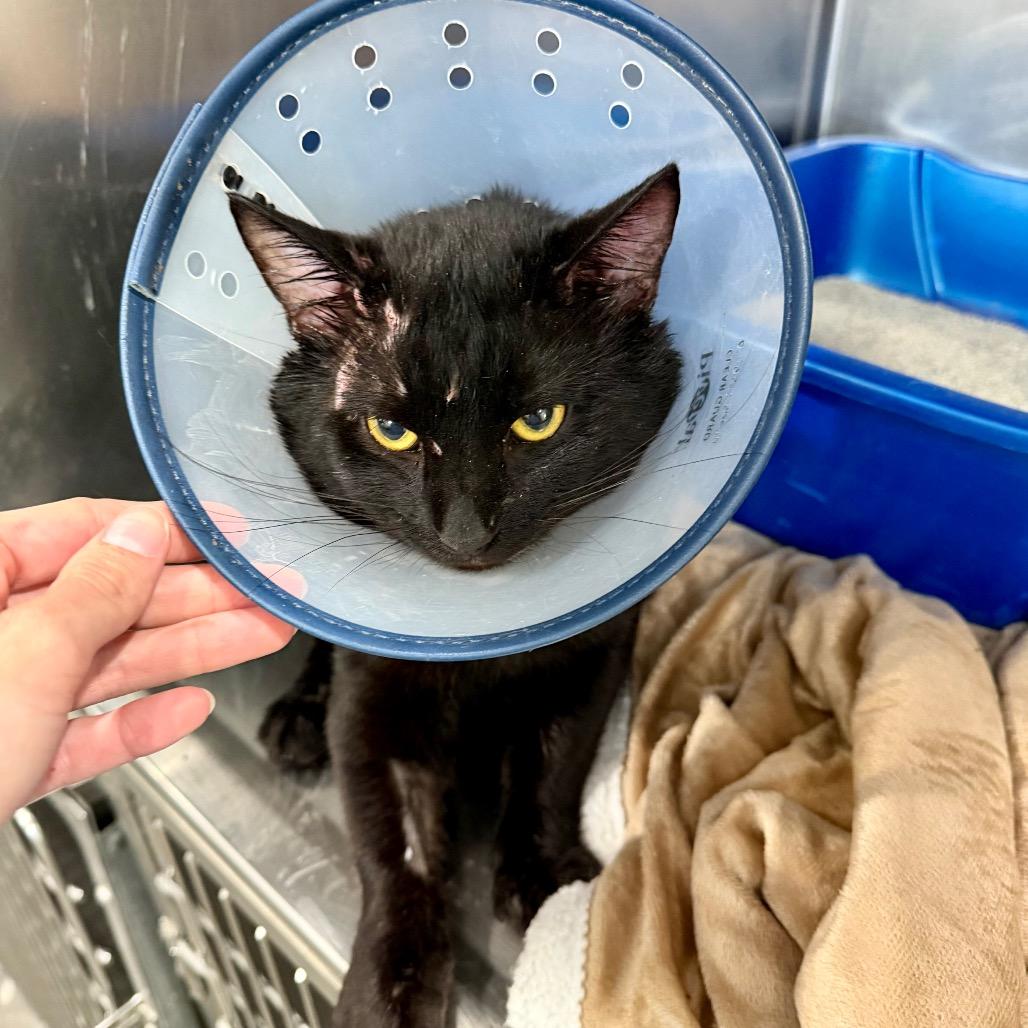 Enlarge Houdini, a Adoptable Domestic Short Hair in Fairmont, WV image 4/4