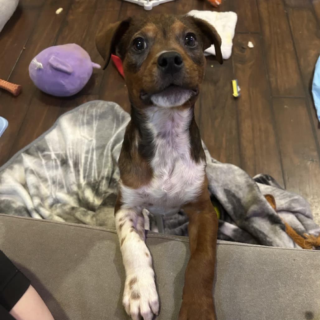 Cecil, Adoptable, Puppy Male Mixed Breed.