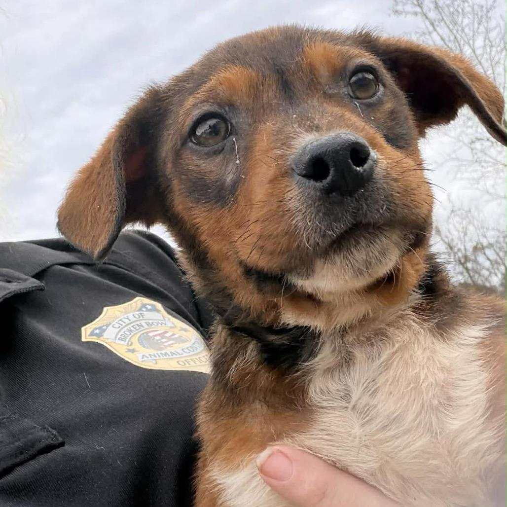 Enlarge Cecil, a Adoptable Mixed Breed in Kansas City, MO image 2/6