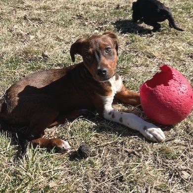 Enlarge Cecil, a Adoptable Mixed Breed in Kansas City, MO image 4/6