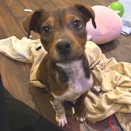 Enlarge Cecil, a Adoptable Mixed Breed in Kansas City, MO image 5/6