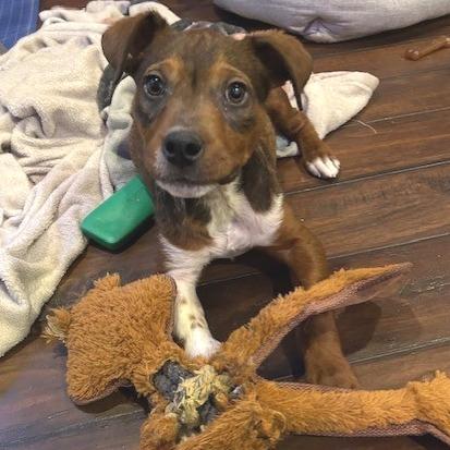 Enlarge Cecil, a Adoptable Mixed Breed in Kansas City, MO image 6/6