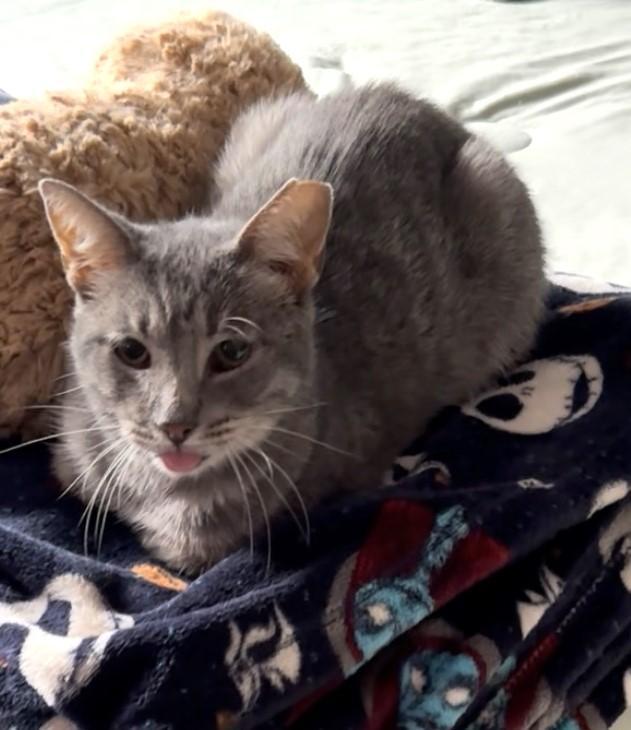 Oyster, Adoptable, Young Female Tabby & Domestic Short Hair.