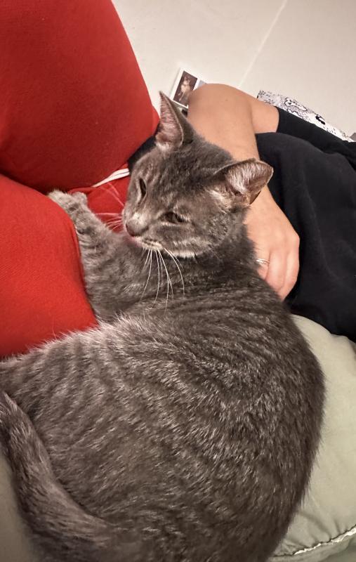 Enlarge Oyster, a Adoptable mixed breed in Sunnyvale, CA image 2/3