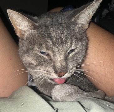 Enlarge Oyster, a Adoptable mixed breed in Sunnyvale, CA image 3/3