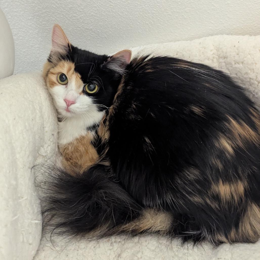 Abby, Adoptable, Young Female Domestic Long Hair.