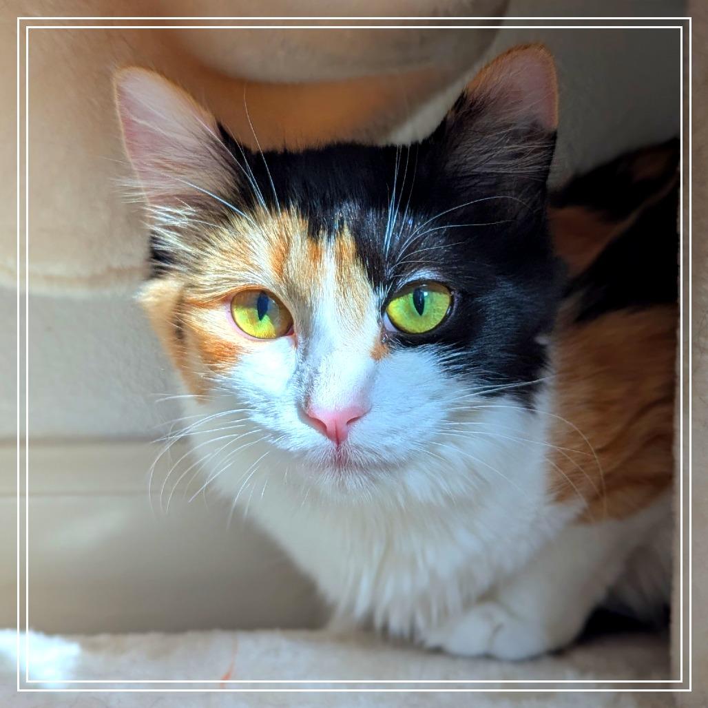 Abby, a Adoptable Domestic Long Hair in Meridian, ID image 2/3