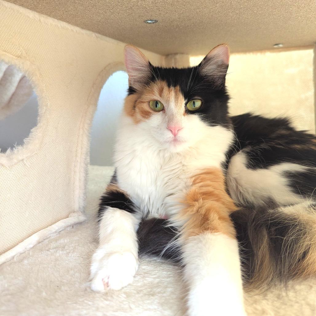 Abby, a Adoptable Domestic Long Hair in Meridian, ID image 3/3
