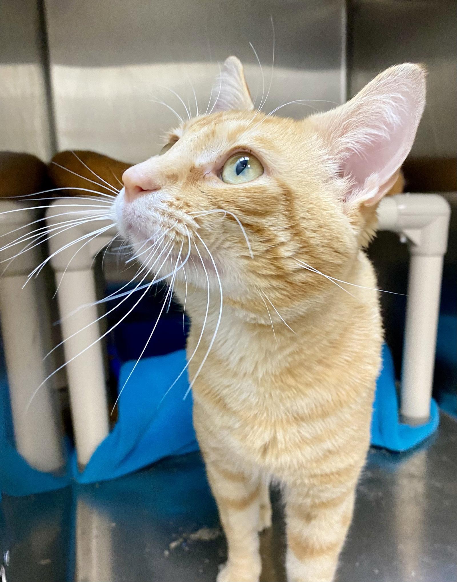 Jacardo, Adopted, Adult Male Domestic Short Hair & Tabby.