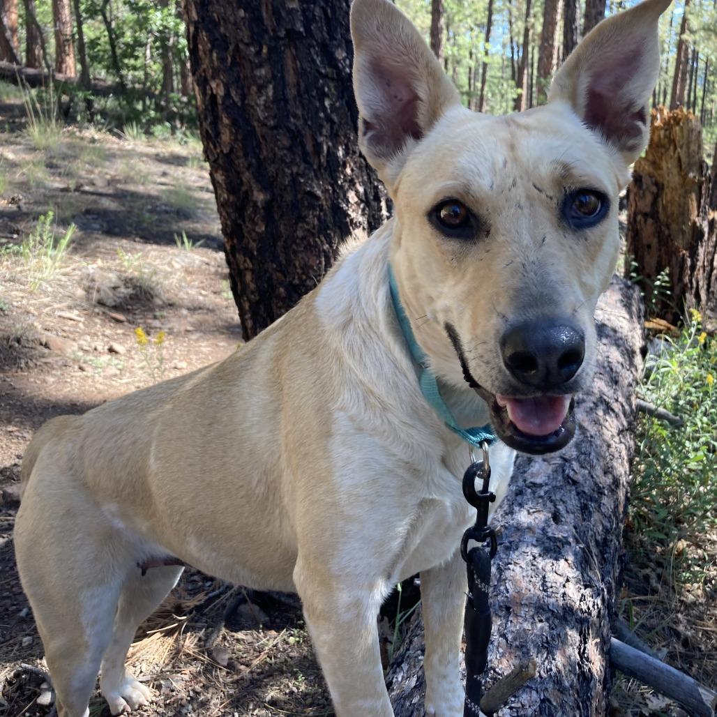 Mercedes- In Foster!, Adoptable, Adult Female Cattle Dog & Mixed Breed.