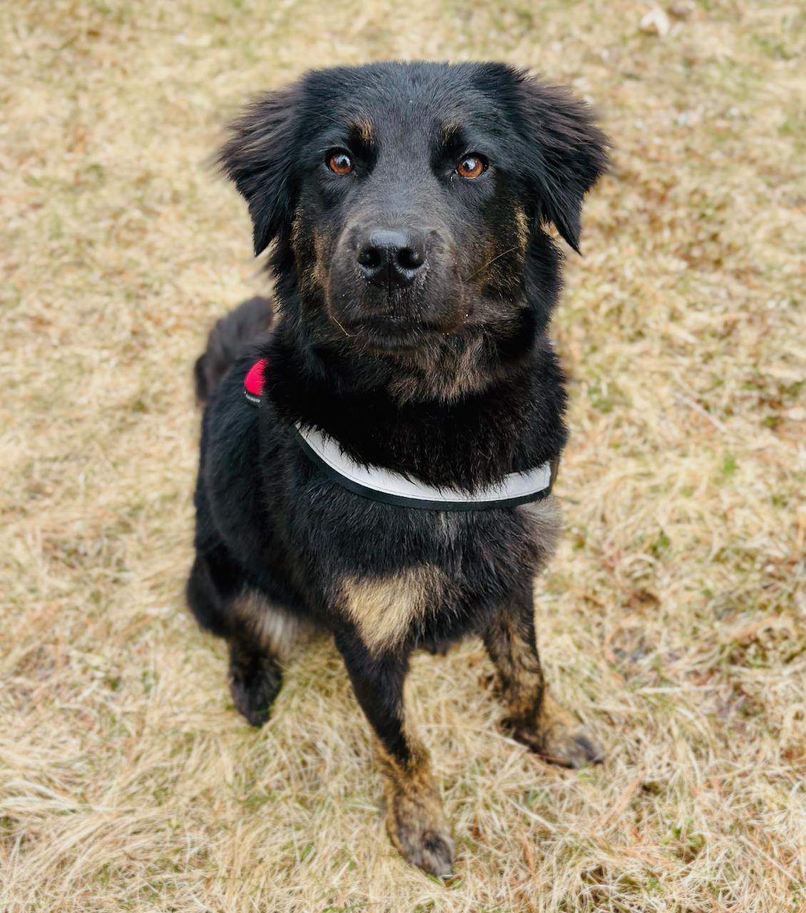 Posy, adopted, Young Female Mixed Breed.